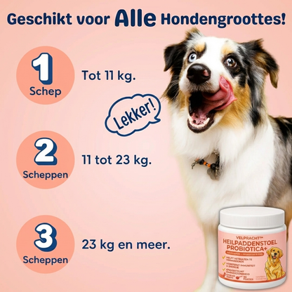 velpracht™ Heilpaddenstoel + Probiotica | Vetbulten Supplement voor Honden